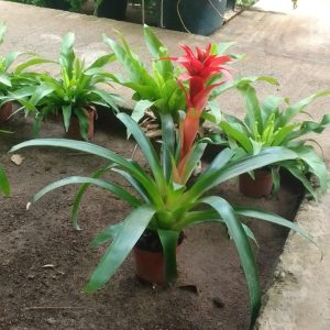 Guzmania lingulata – Image 2