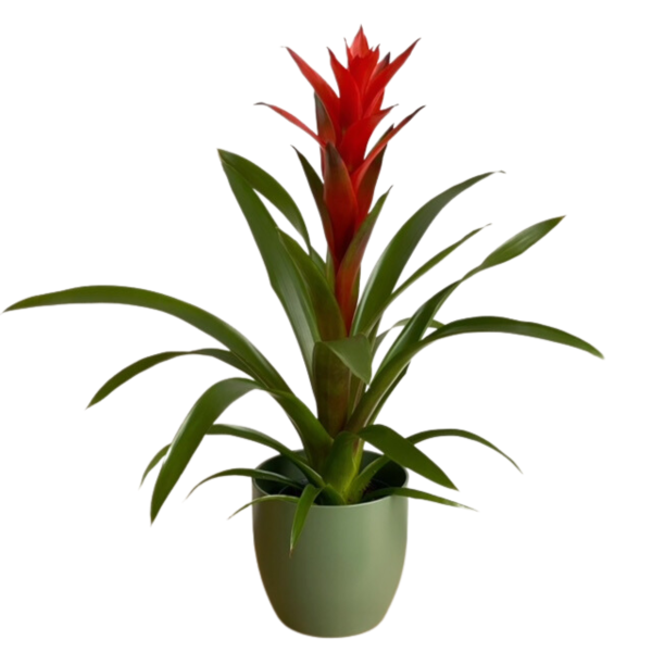 Guzmania lingulata