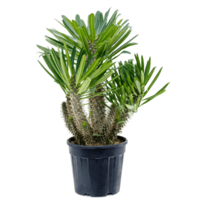 Pachypodium