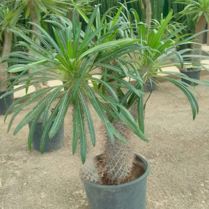 Pachypodium – Image 2