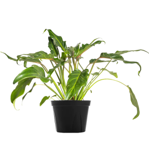 Philodendron xanadu