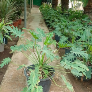 Philodendron xanadu – Image 2