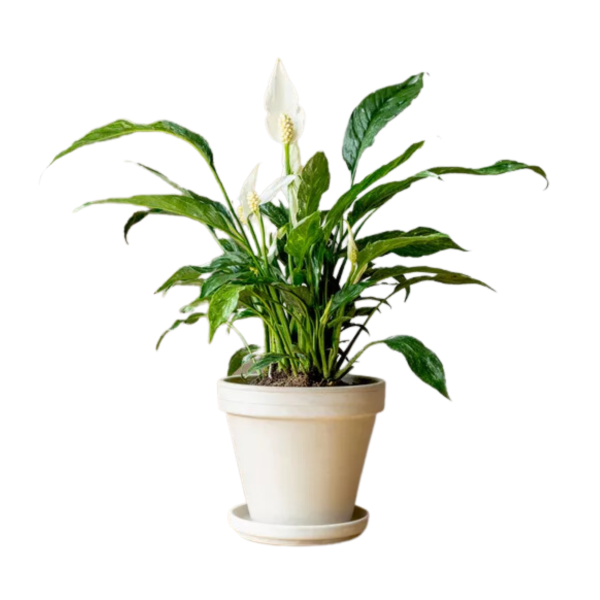Spathiphyllum Wallisii