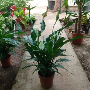 Spathiphyllum Wallisii – Image 2
