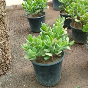 Crassula Ovata – Image 2