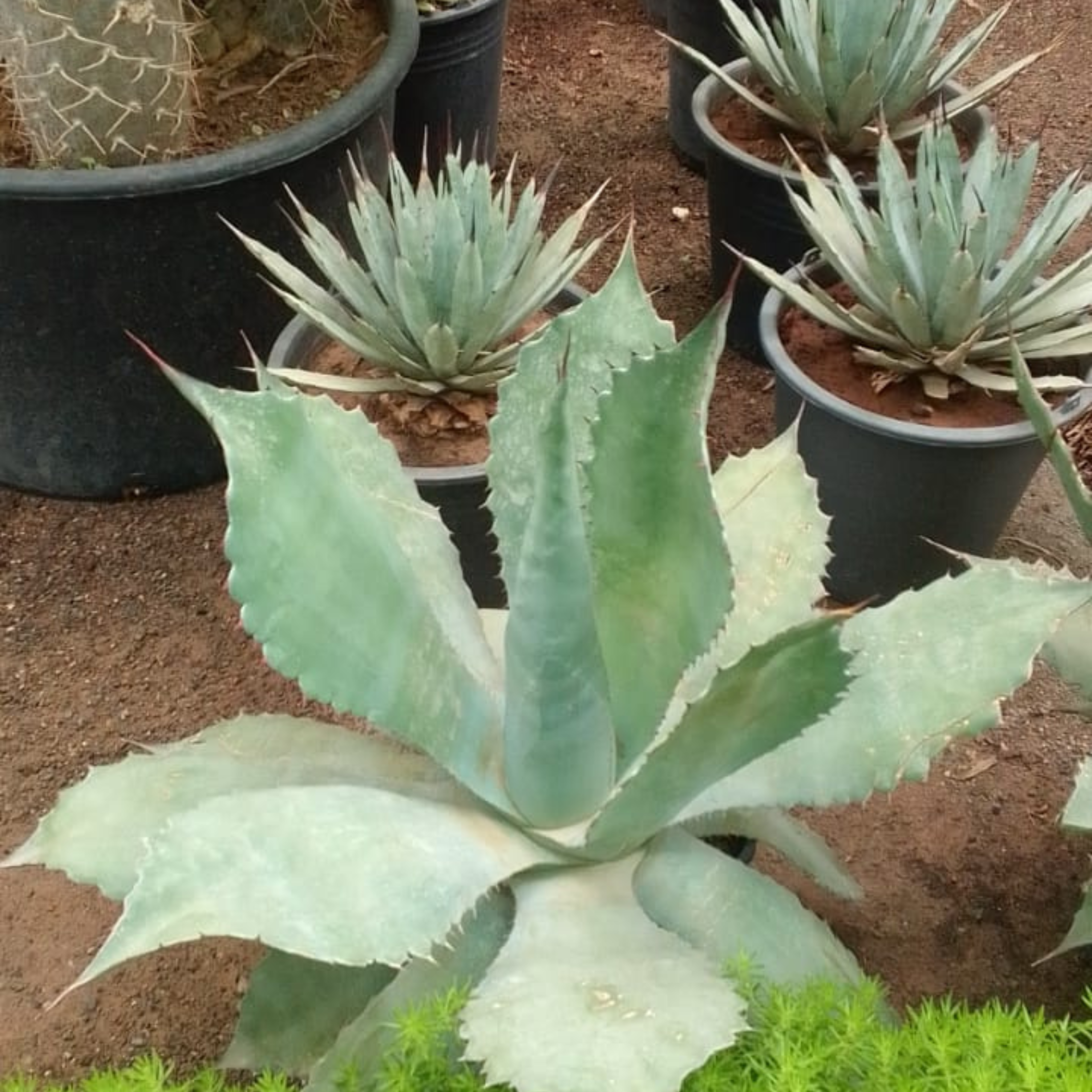 Agave Parrasana – Image 2