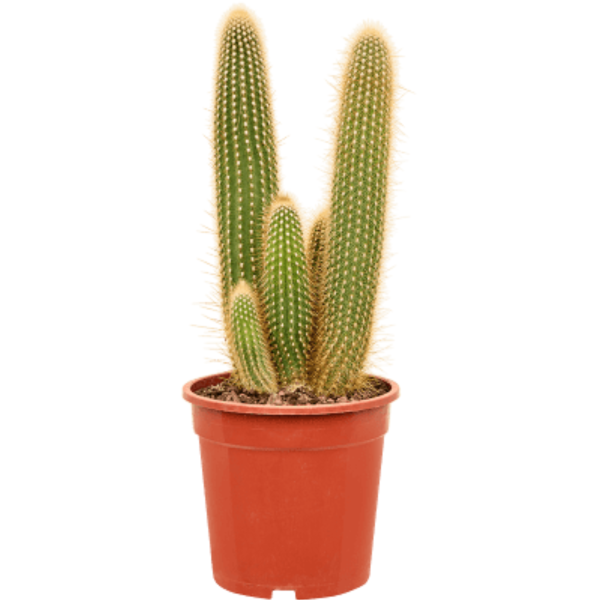 Espostoa Guentheri
