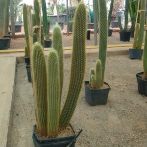 Espostoa Guentheri – Image 2