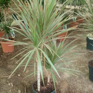 Dracena angustifolia – Image 2