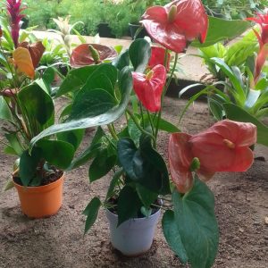 Anthurium andreanum (Flamingo plant) – Image 2