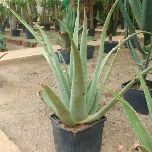 Aloe Vera – Image 2