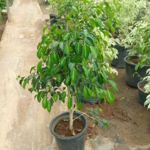 Ficus Benjamina Danielle – Image 2