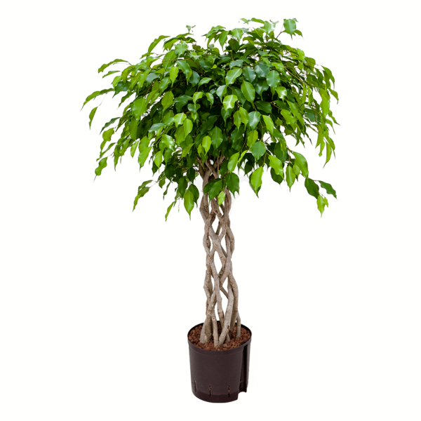 Ficus Benjamina Tressé