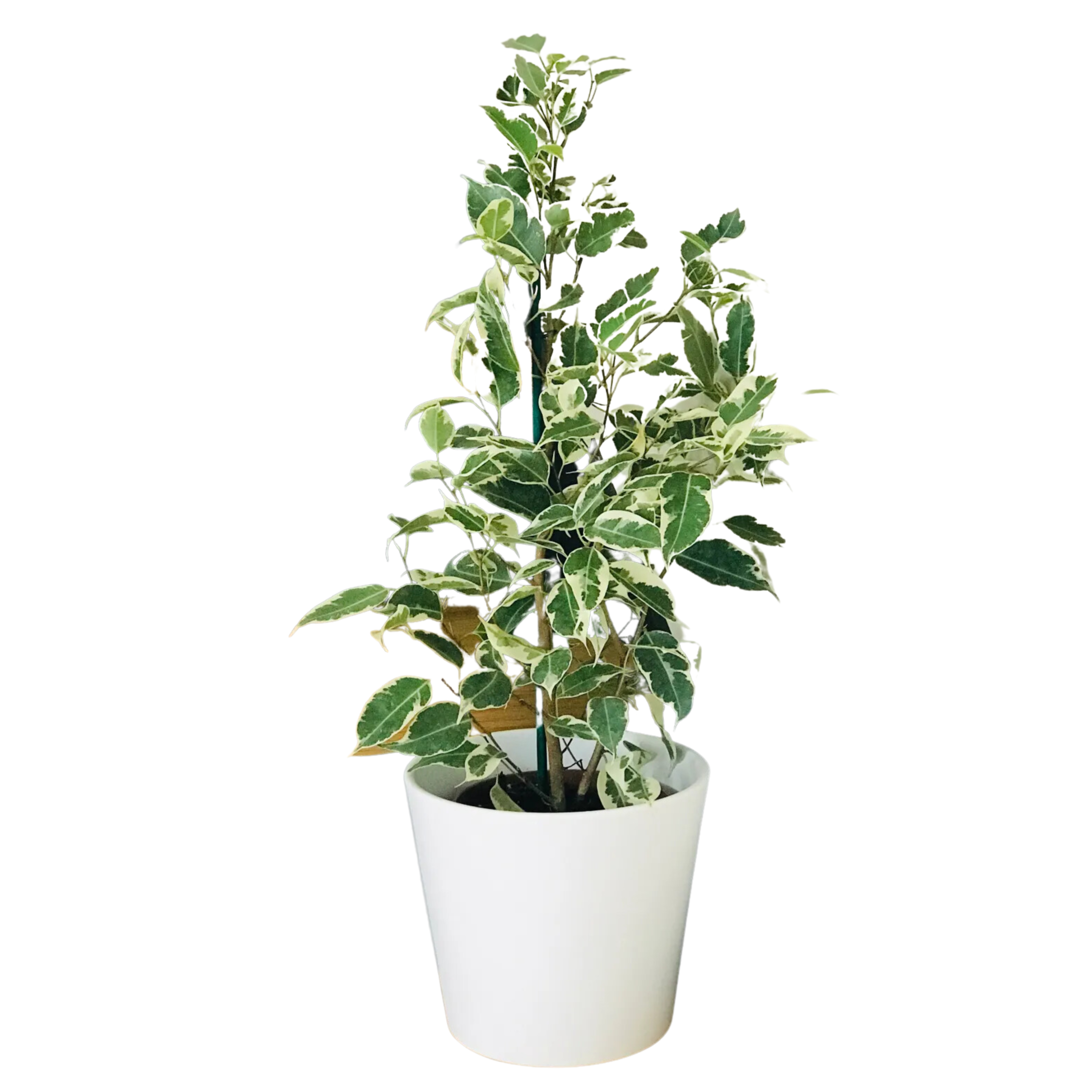 Ficus Benjamina Panaché