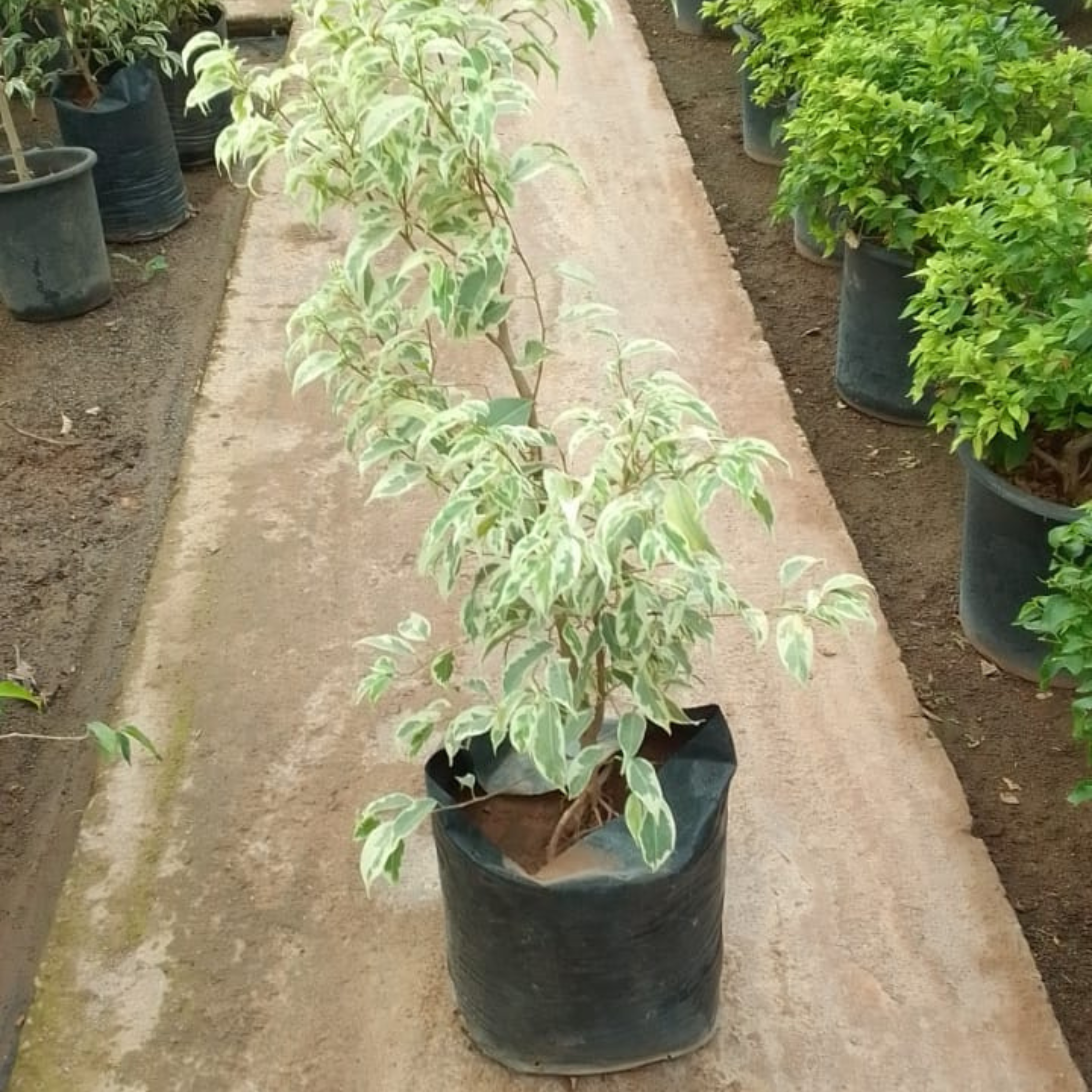 Ficus Benjamina Panaché – Image 2