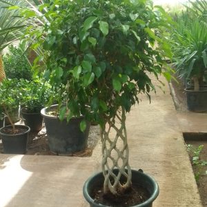 Ficus Benjamina Tressé – Image 2