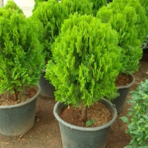 Thuya (Cèdres) – Image 2
