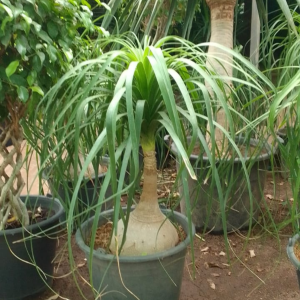 Beaucarnea – Image 2