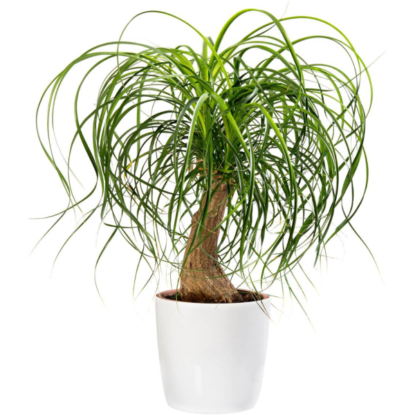 Beaucarnea