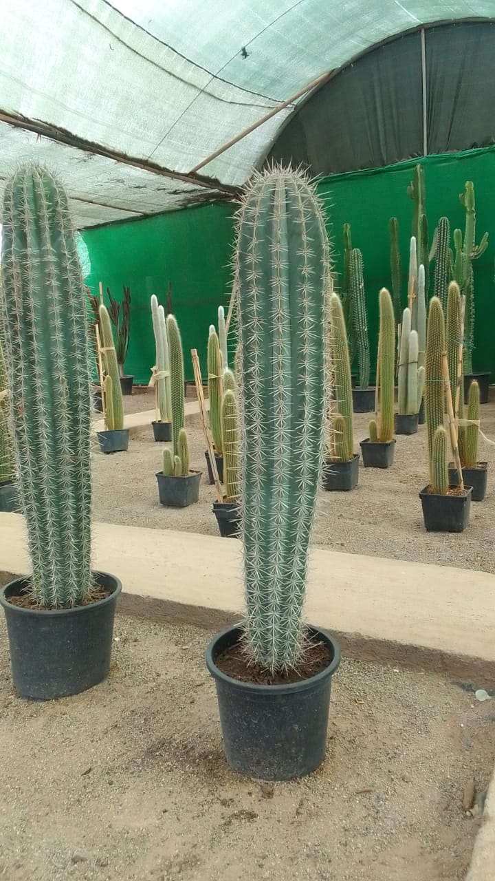 Pachycereus Pringlei – Image 2