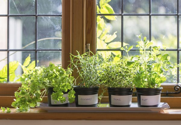 Herbs on a windowsill